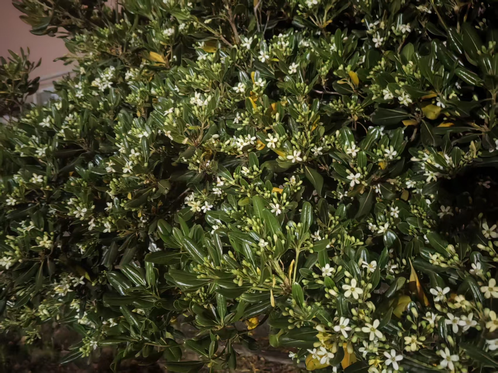 我会去有花香的地方
